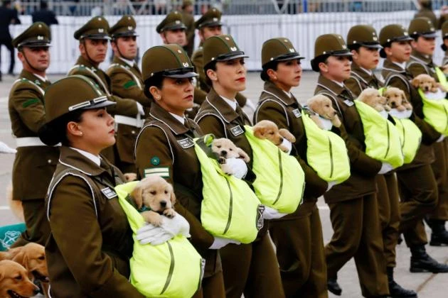Τα κουτάβια της αστυνομίας παρελαύνουν και κλέβουν την παράσταση (βίντεο)